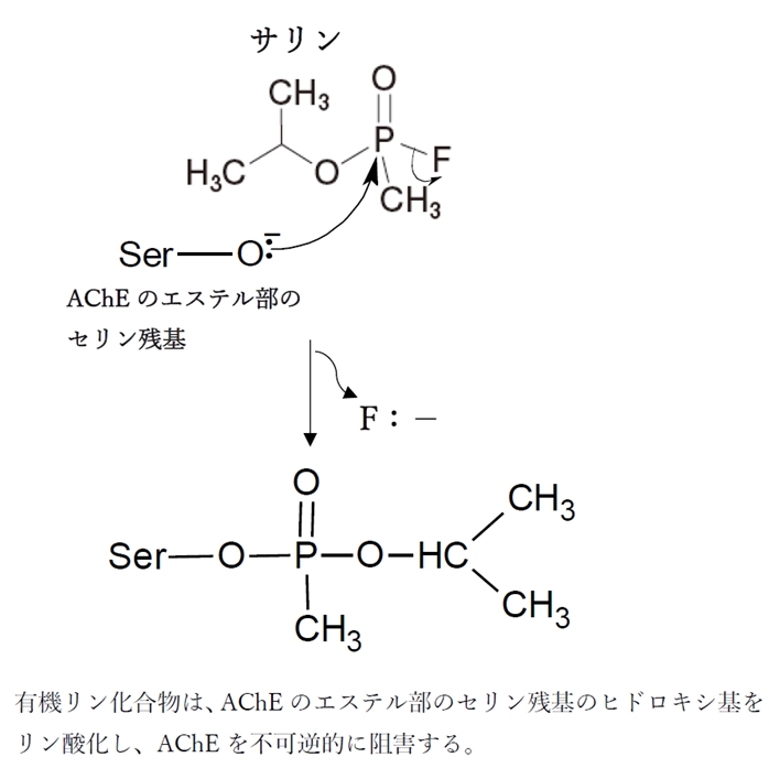 アセチルコリンエステラーゼ(AChE) 反応機構,阻害薬 105回薬剤師国家試験問106